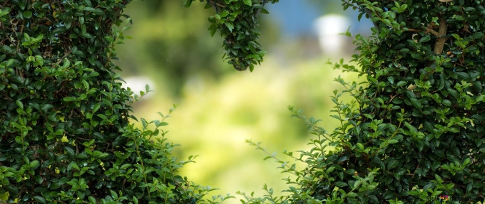 Зелень кусты