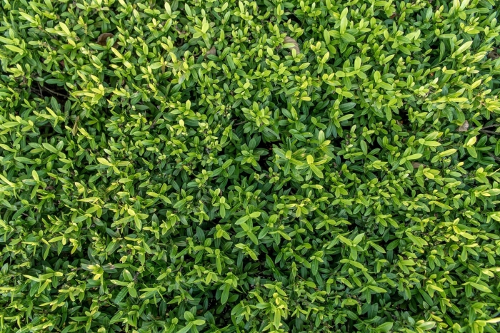 Зеленые кусты