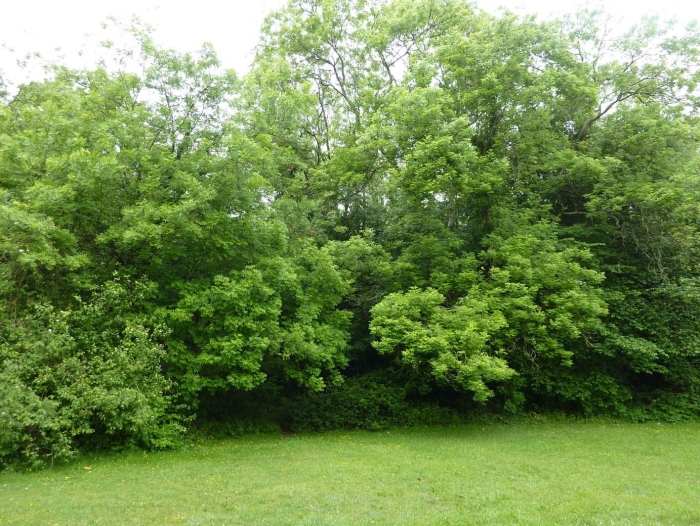 Кустарник зеленый