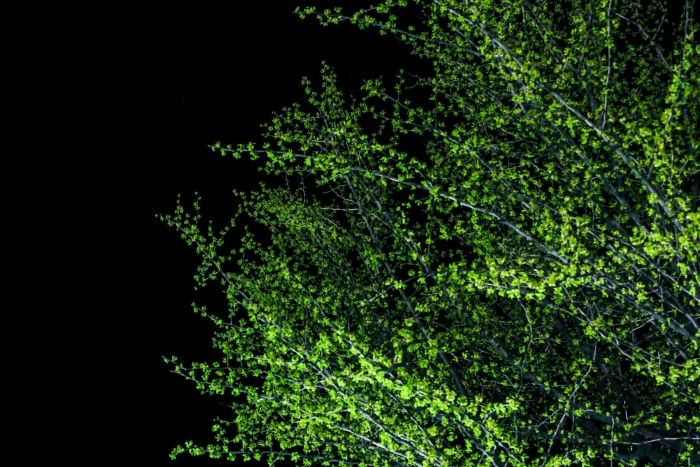 Куст зеленый