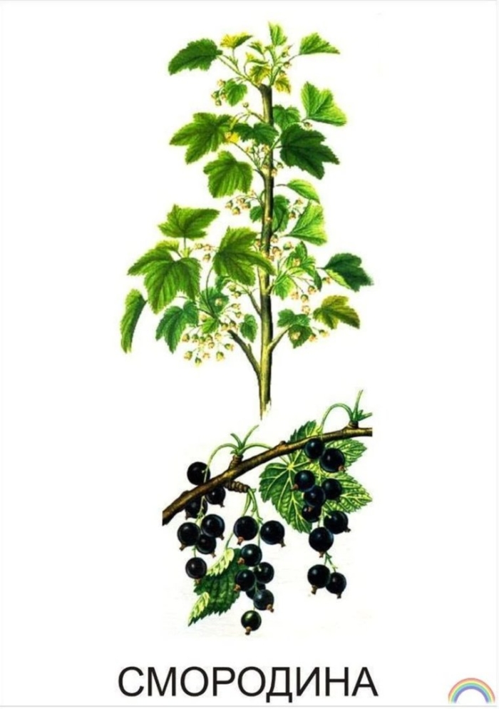 Смородина черная куст