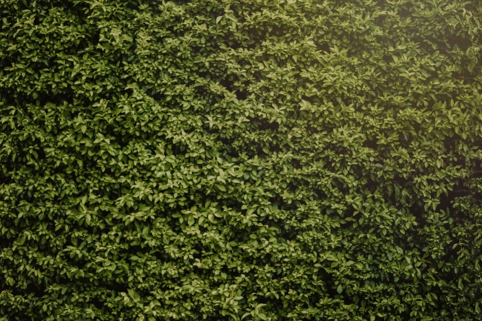 Самшит изгородь паттерн