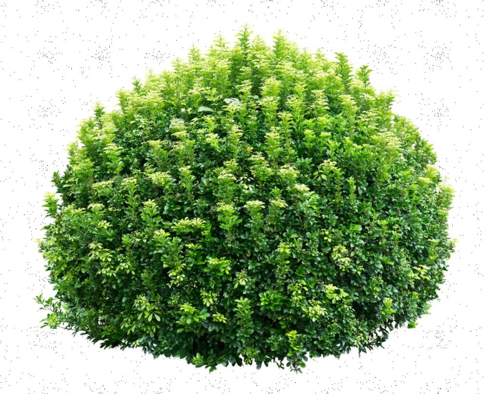 Самшит куст