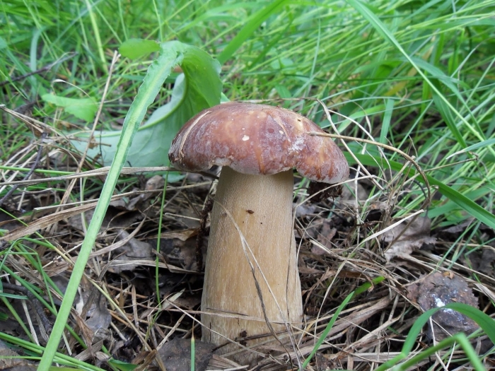 Боровик белый гриб