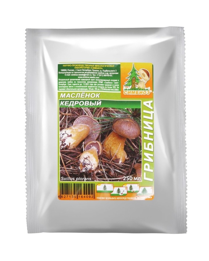 Масленок кедровый