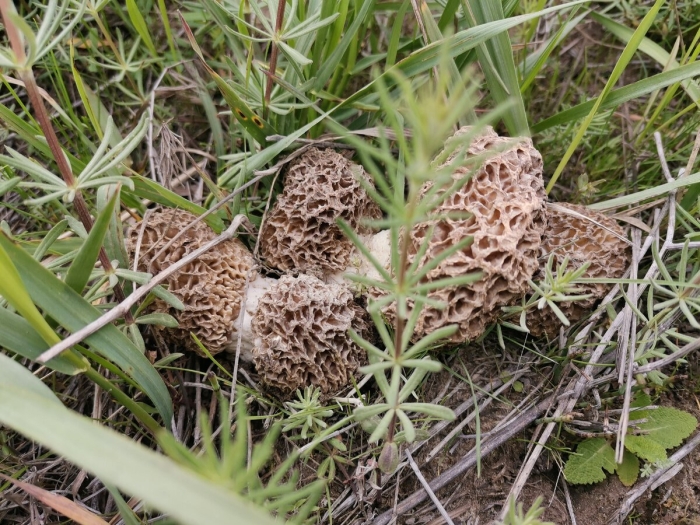 Morchella esculenta