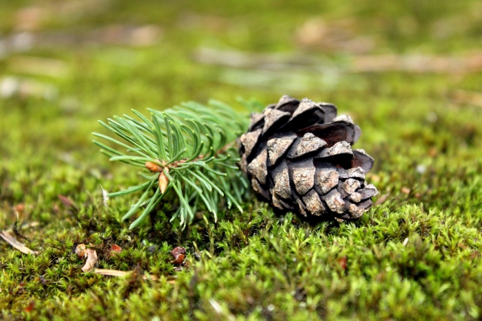 Шишки в лесу