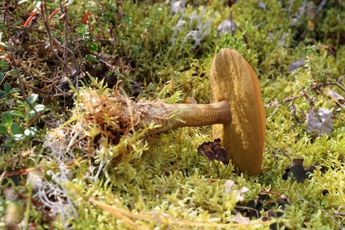 Масленок кедровый suillus plorans