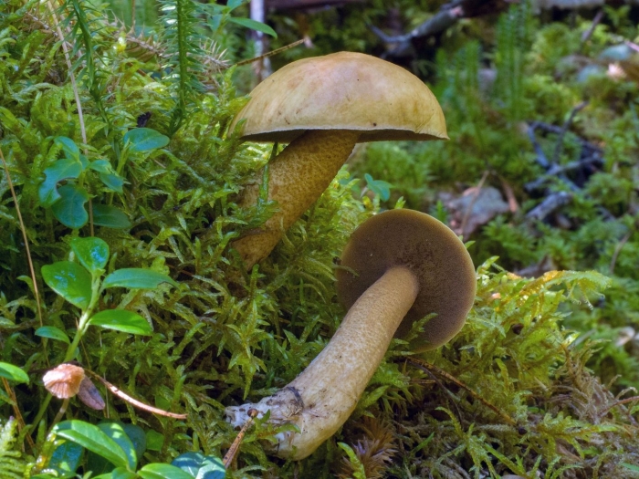 Масленок кедровый suillus plorans