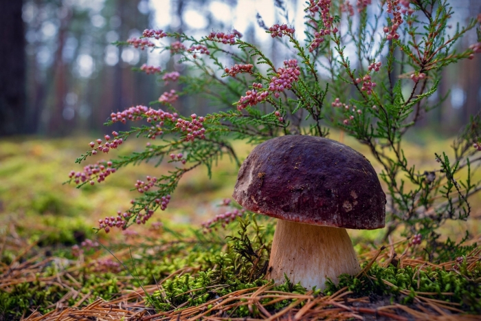 Грибы в сосновом бору