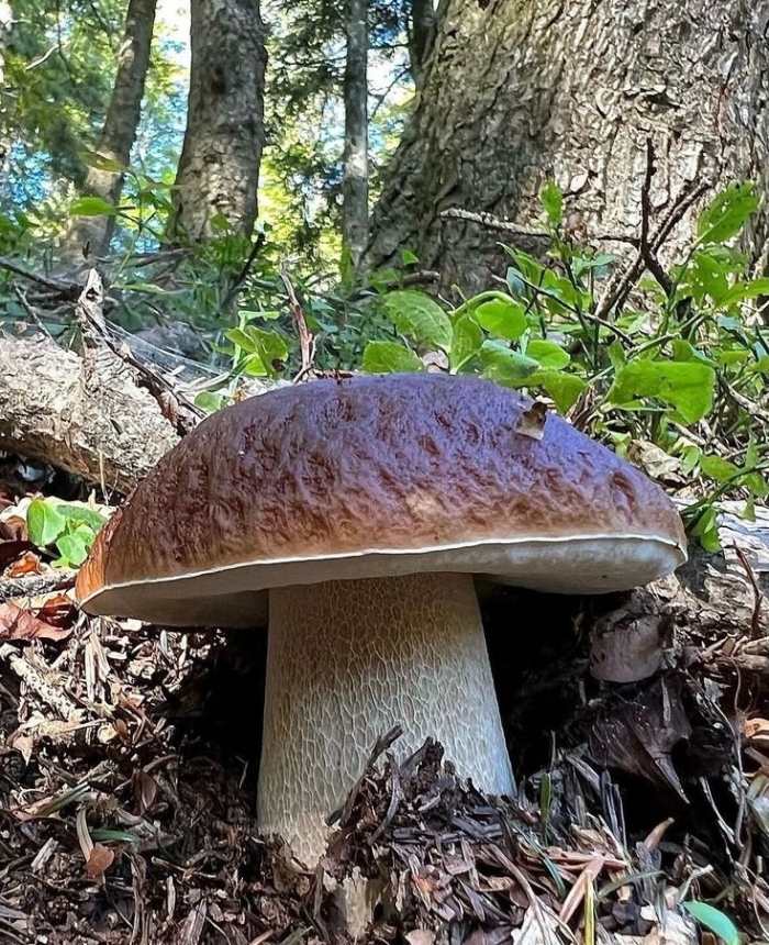 Грибы белый гриб