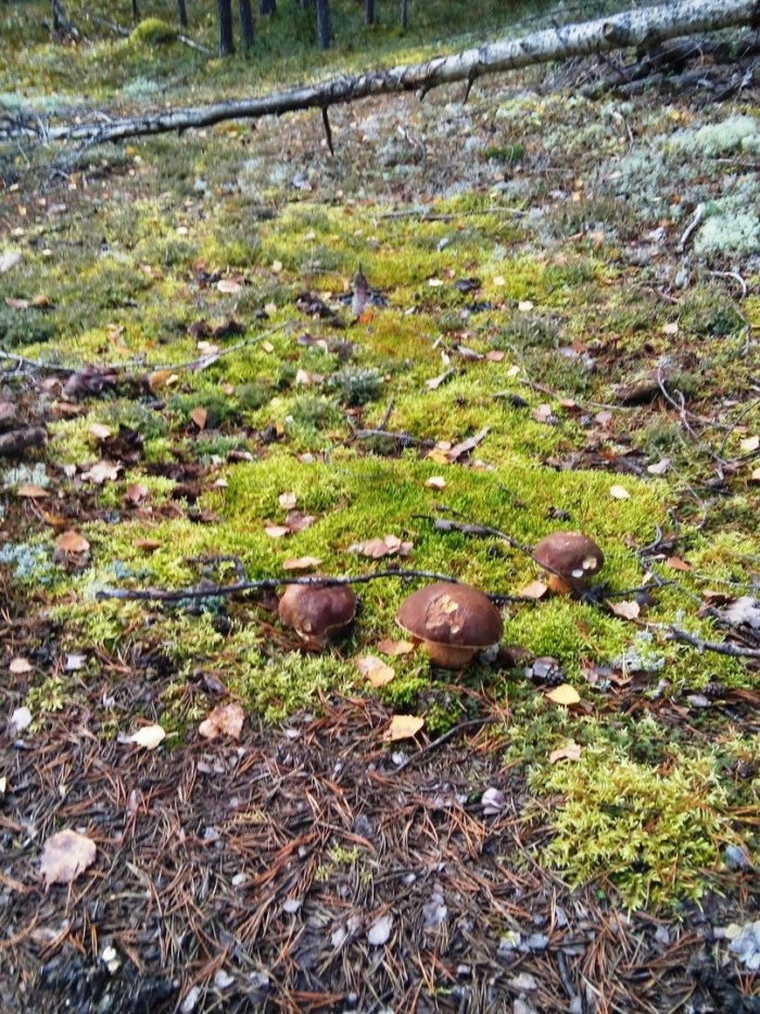 Грибы магаданской области