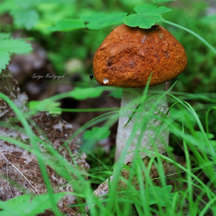 Грибы готовые