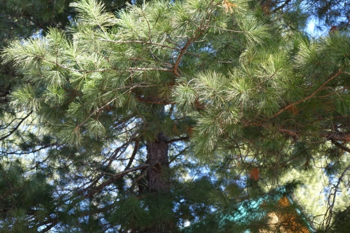 Кедр сибирский pinus sibirica