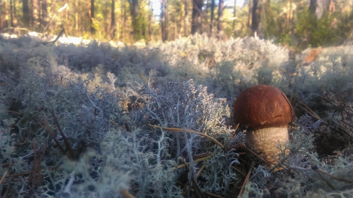 Грибы якутии