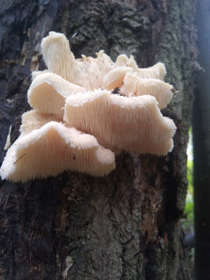 Гриб ежовик усиковый