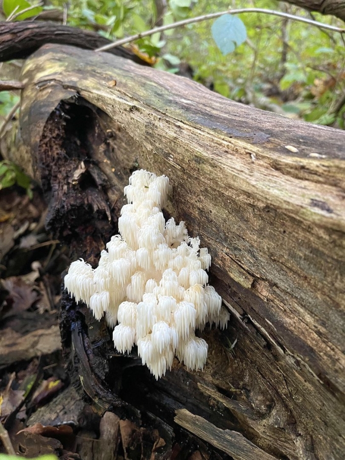 Ежовик коралловидный гриб