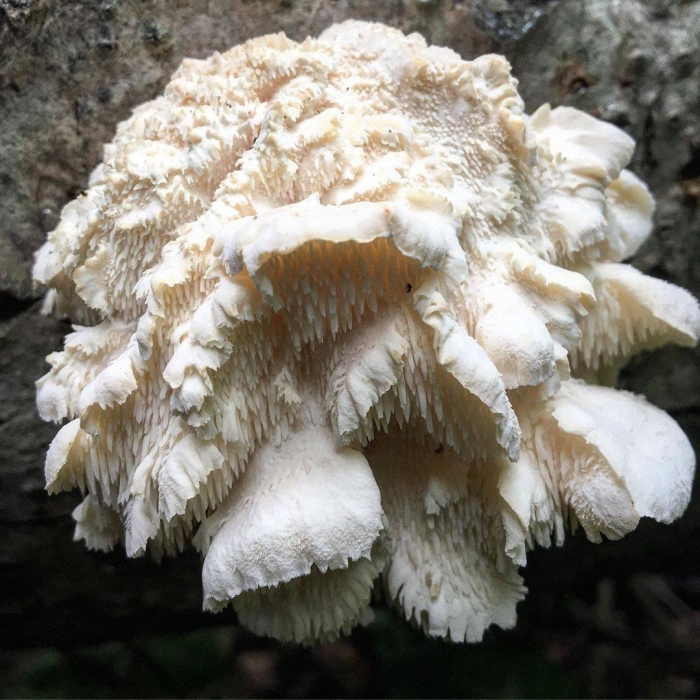 Ежовик усиковый