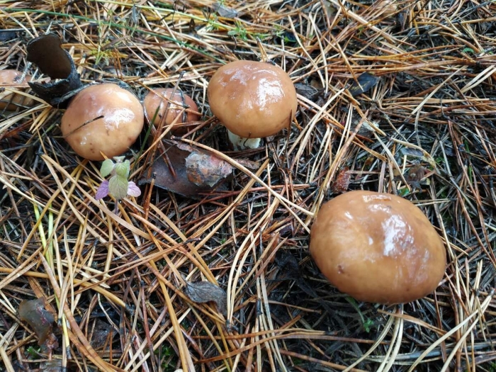 Гриб масленок обыкновенный