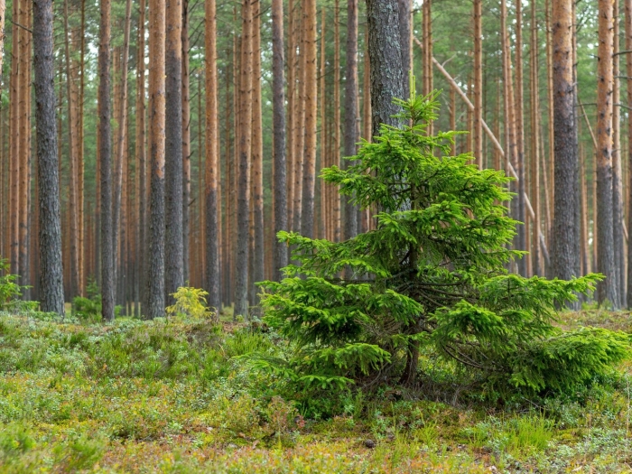 В сосновом лесу