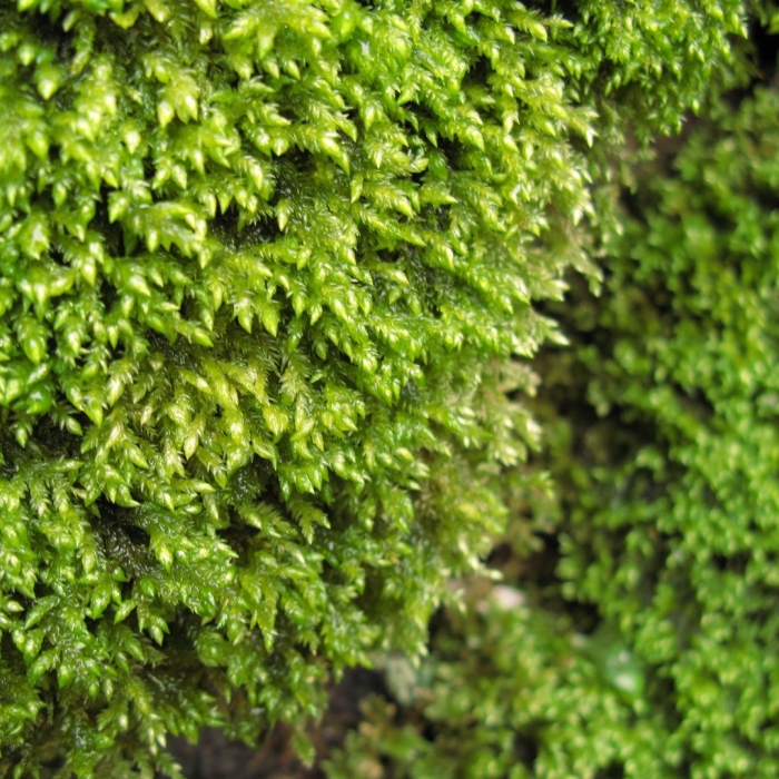 Мох катаринея