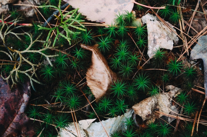 Трава в лесу