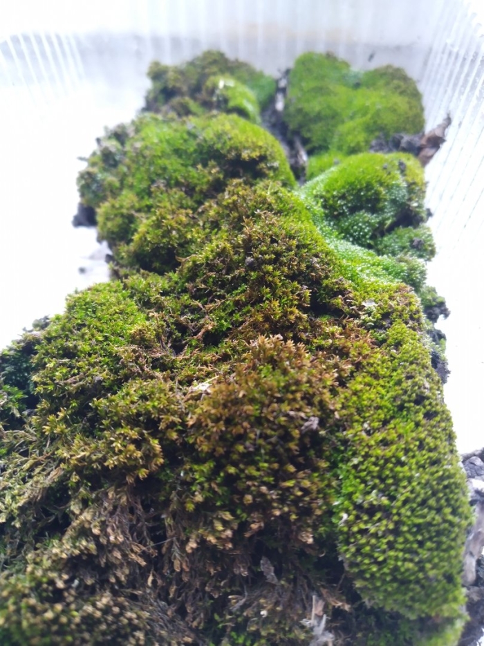 Мох зеленый