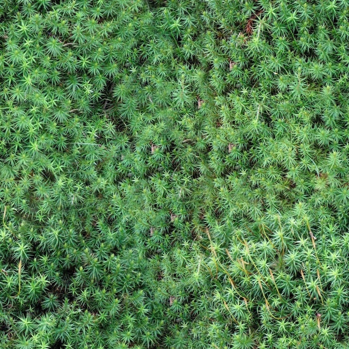 Хвоя текстура