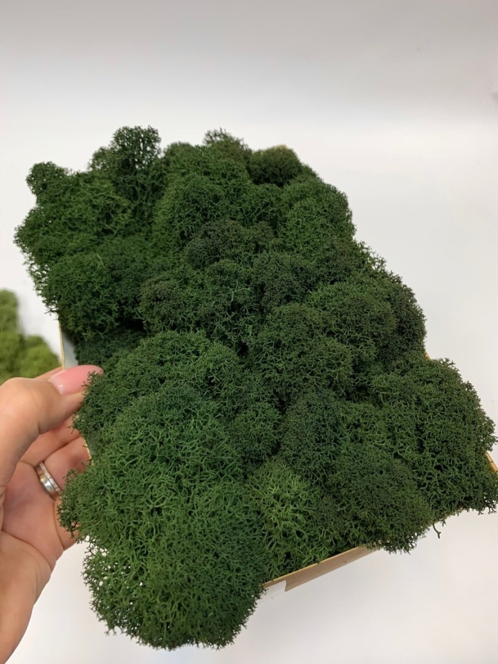 Стабилизированный мох ягель