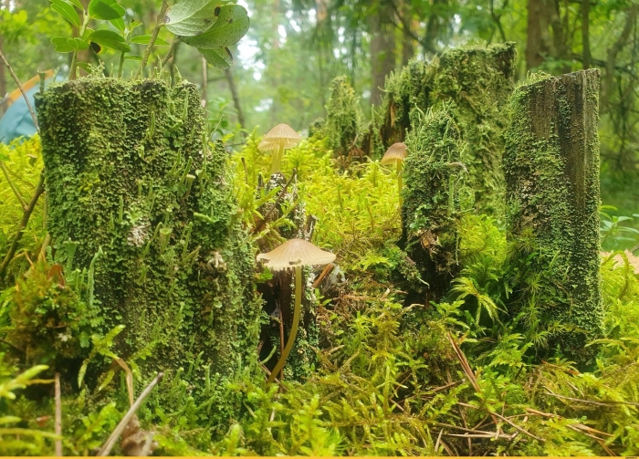 Моховидные грибы