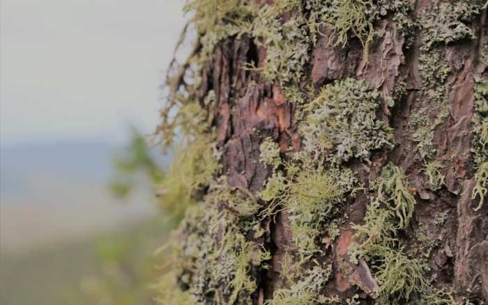 Мох на сосне