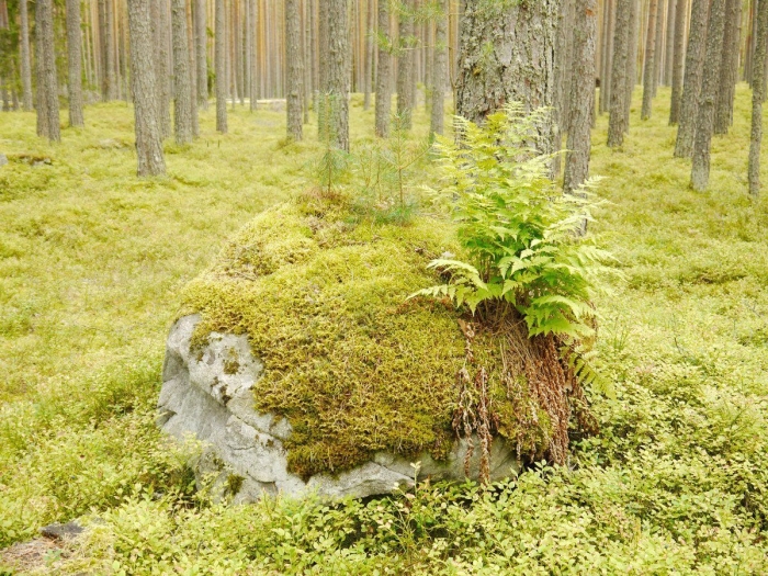 Сфагновые мхи болото