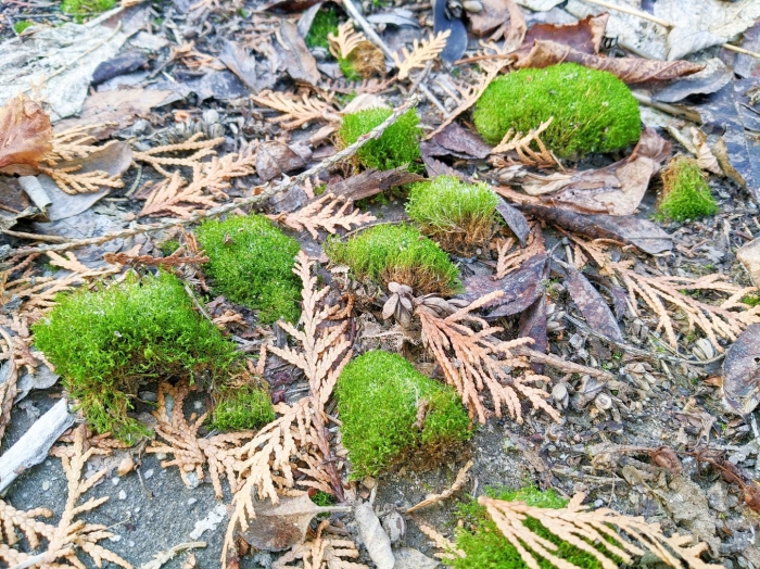 Лесной мох сфагнум