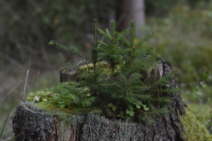 Лес с пеньком