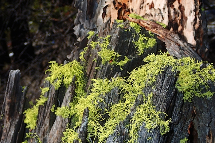 Лишайники на елях