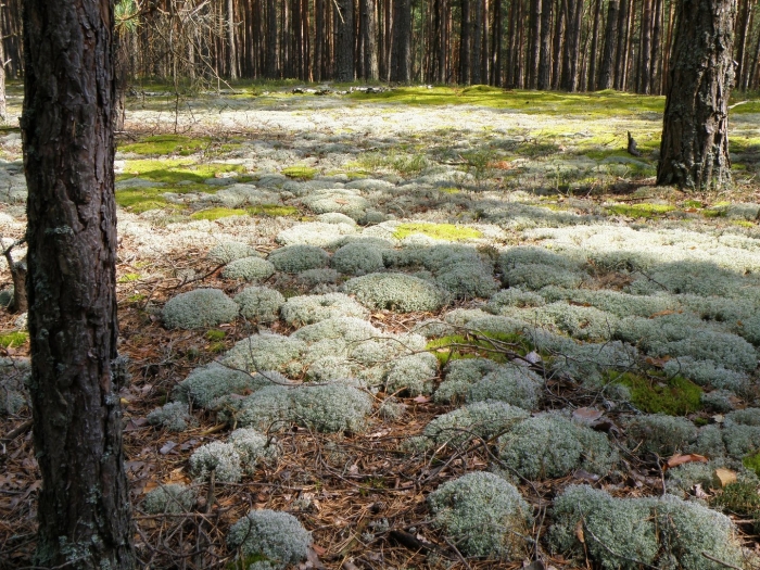 Мохово-лишайниковый покров