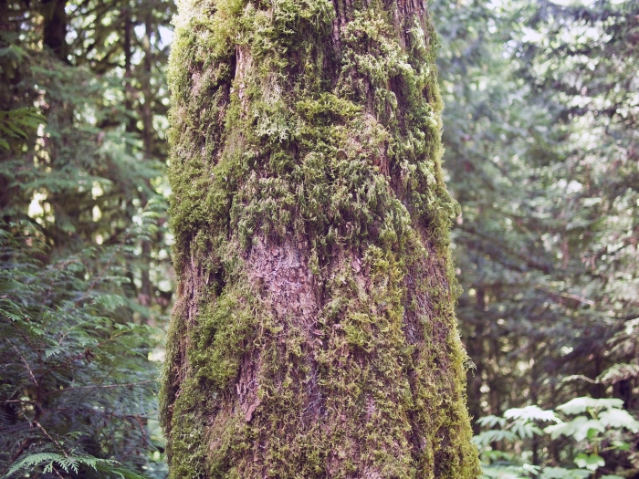 Harris creek sitka spruce