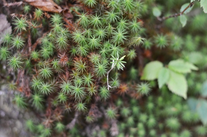 Polytrichum juniperinum