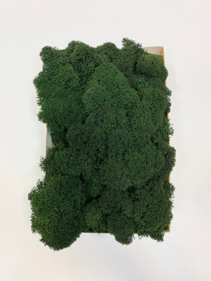 Мох стабилизированный ягель