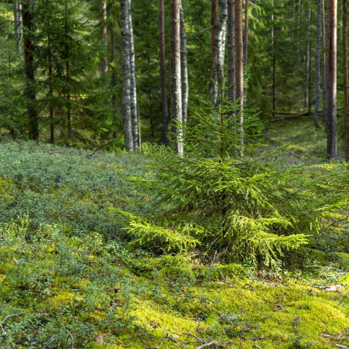 Карелия лес ягель