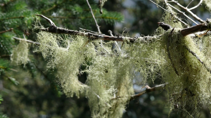 Уснея бородатая