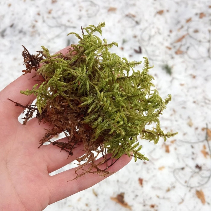 Мох сфагнум