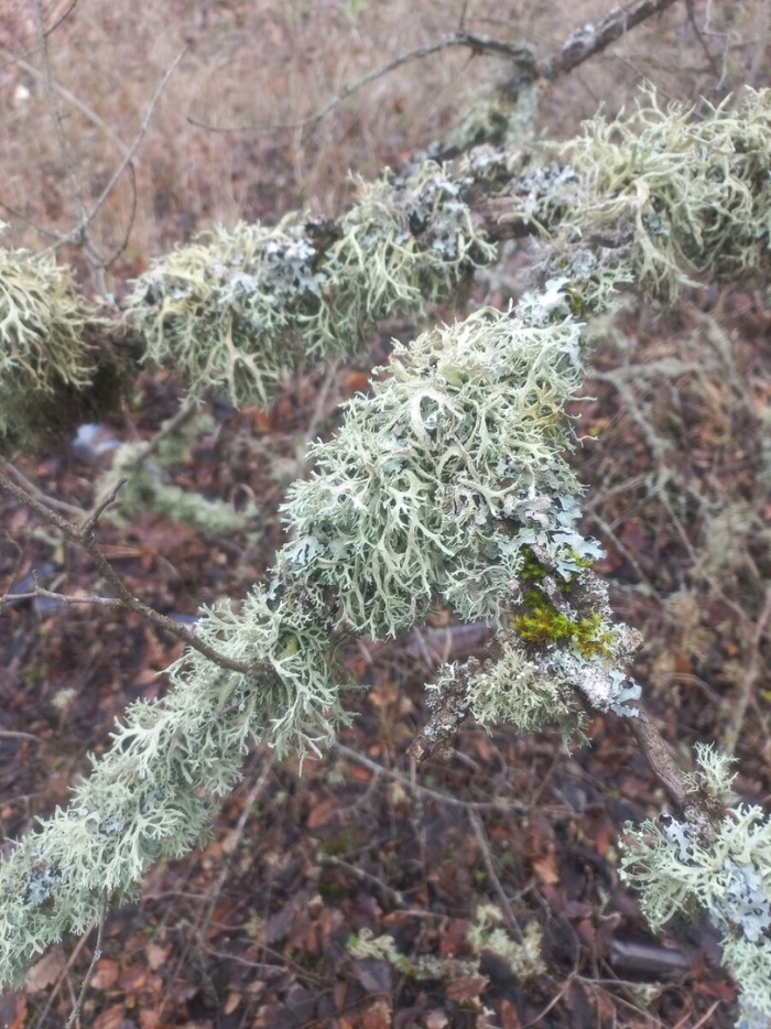 Эверния сливовая