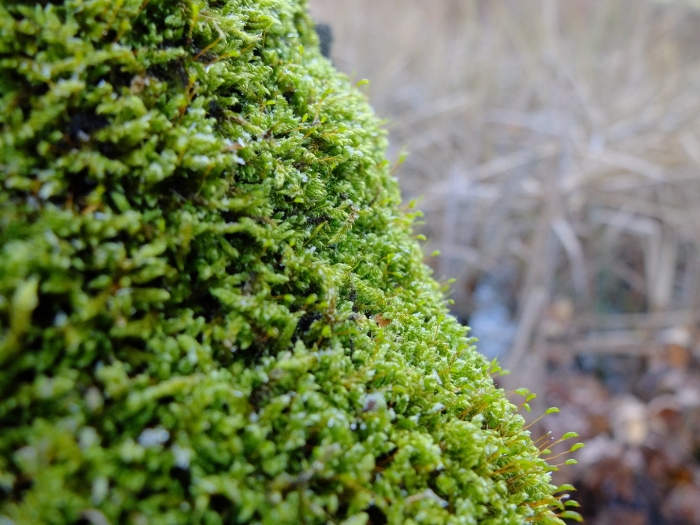 Мох грин гарден