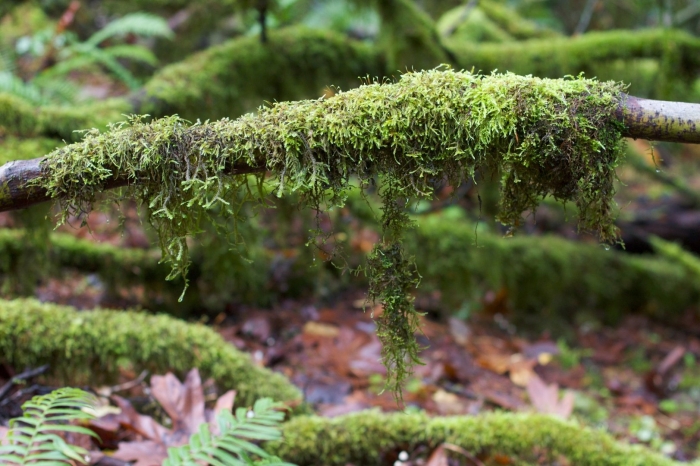Мхи эпифиты