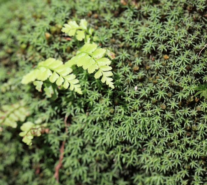 Сфагновые мхи