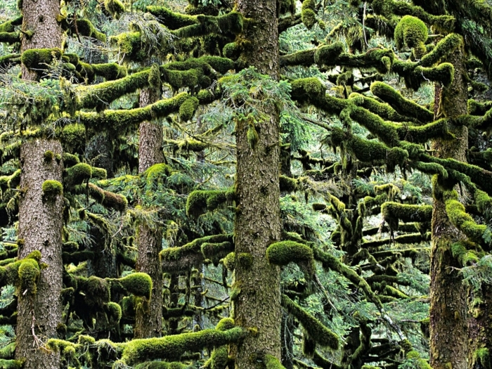 Еловые леса