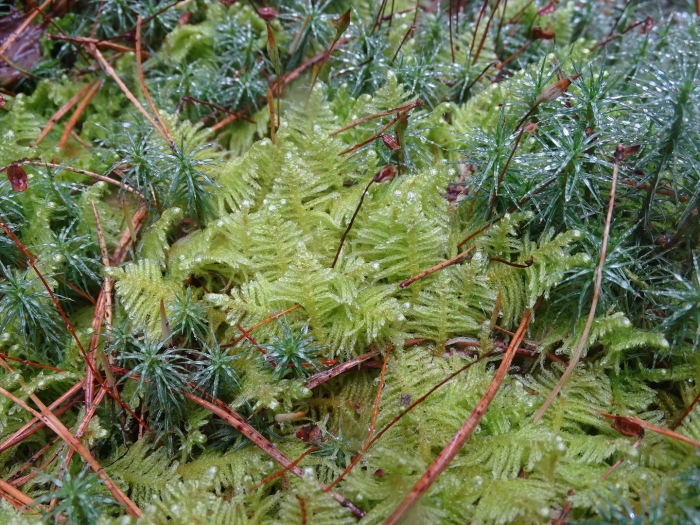 Hylocomium splendens