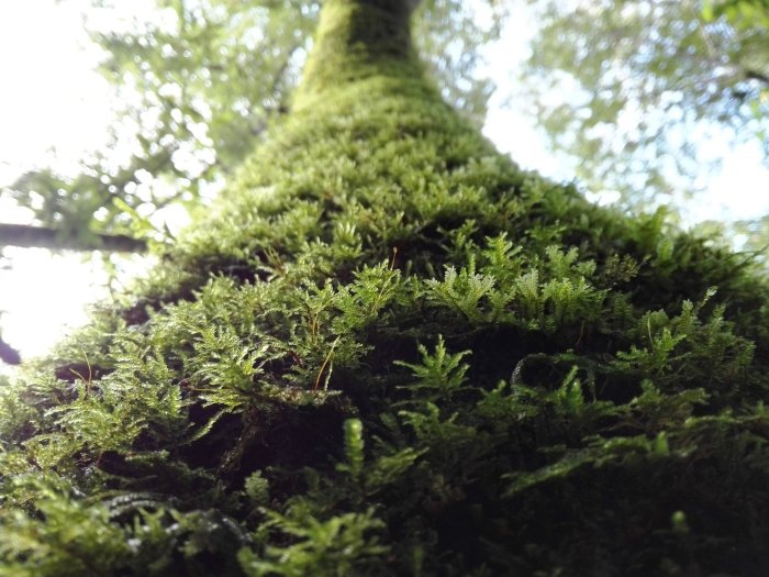 Мох зеленый