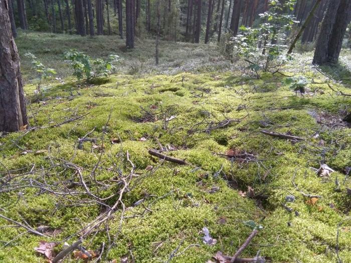 Мох сфагнум на болоте